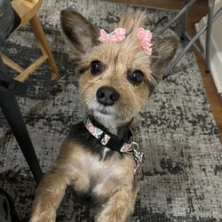 Special Touch Pet Salon - Gabby lil Ms. Beautiful