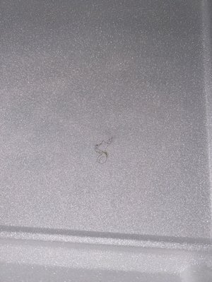 Anything’s Baked Potato by null