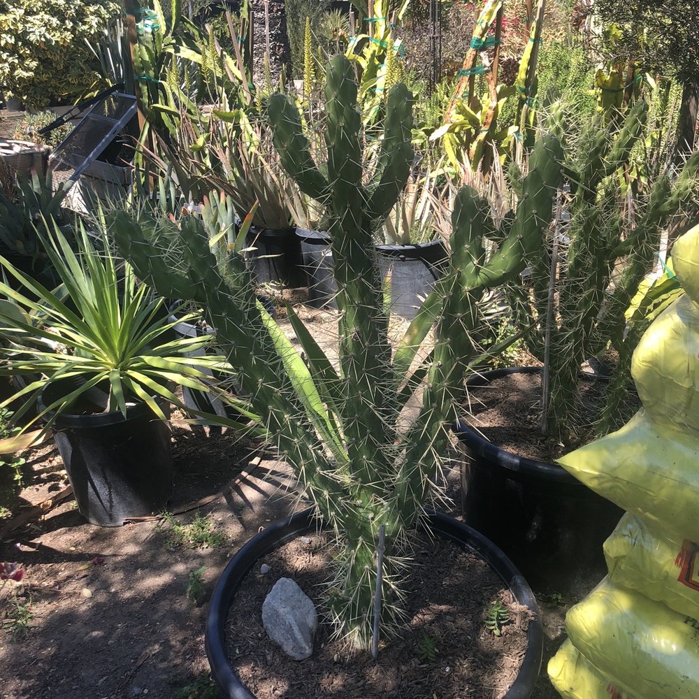 The Standard Design Group Nurseries - Devils rope Cactus - Nurseries & Gardening Near Me - North Hollywood, California