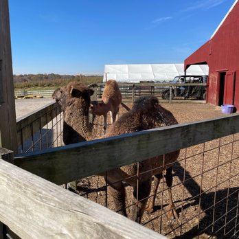 Eckert's Millstadt Fun Farm - Petting Zoo - Pick Your Own Farms Near Me - Millstadt, Illinois