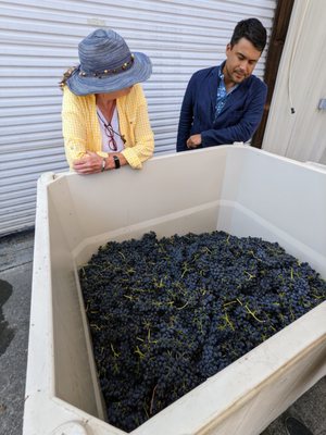 Platypus Wine Tours by null