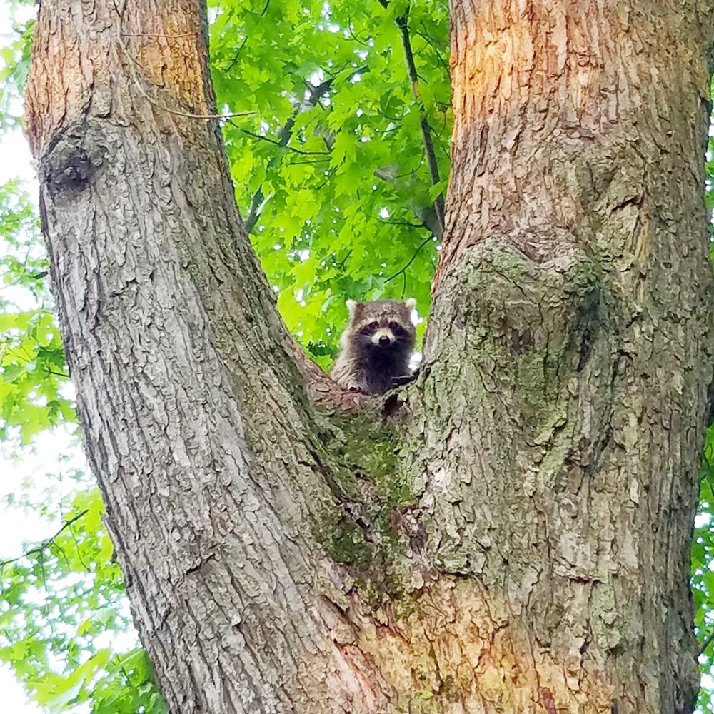 Long Point State Park - Playing peekaboo with wildlife. This is a sleepy raccoon heading to bed at sunrise. - Parks Near Me - Bemus Point, New York