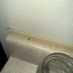 Mice poop Mice poop