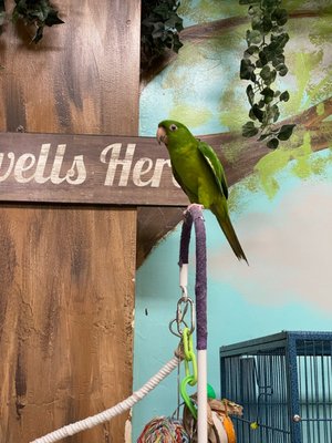 Preuss Pets by null