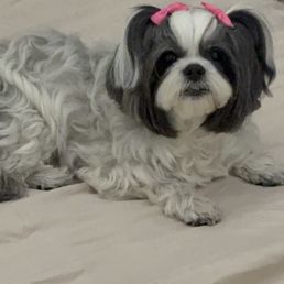 Rest in heaven our princess Zoey. Rest in heaven our princess Zoey.
