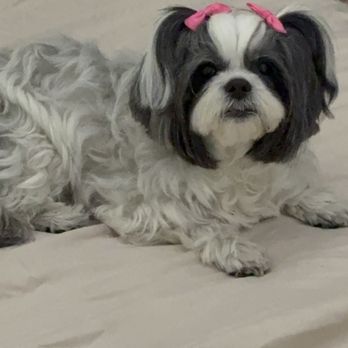 Gemcore Veterinary Services - Rest in heaven our princess Zoey. - Veterinarians Near Me - Chatsworth, California Gemcore Veterinary Services - Rest in heaven our princess Zoey. - Veterinarians Near Me - Chatsworth, California
