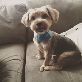Euclid Pet Grooming - Doesn't he look so cute? - Pet Groomers Near Me - Ontario, California Euclid Pet Grooming - Doesn't he look so cute? - Pet Groomers Near Me - Ontario, California