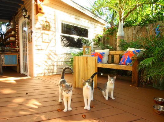 Andrews Inn & Garden Cottages by null