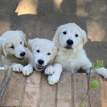Bella Notte Puppies - Happy brothers - Pet Breeders Near Me - McDonough, Georgia Bella Notte Puppies - Happy brothers - Pet Breeders Near Me - McDonough, Georgia