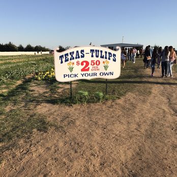 Texas-Tulips - Nurseries & Gardening Near Me - Pilot Point, Texas Texas-Tulips - Nurseries & Gardening Near Me - Pilot Point, Texas