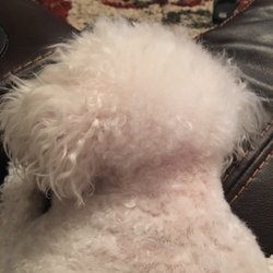 Wags Whiskers