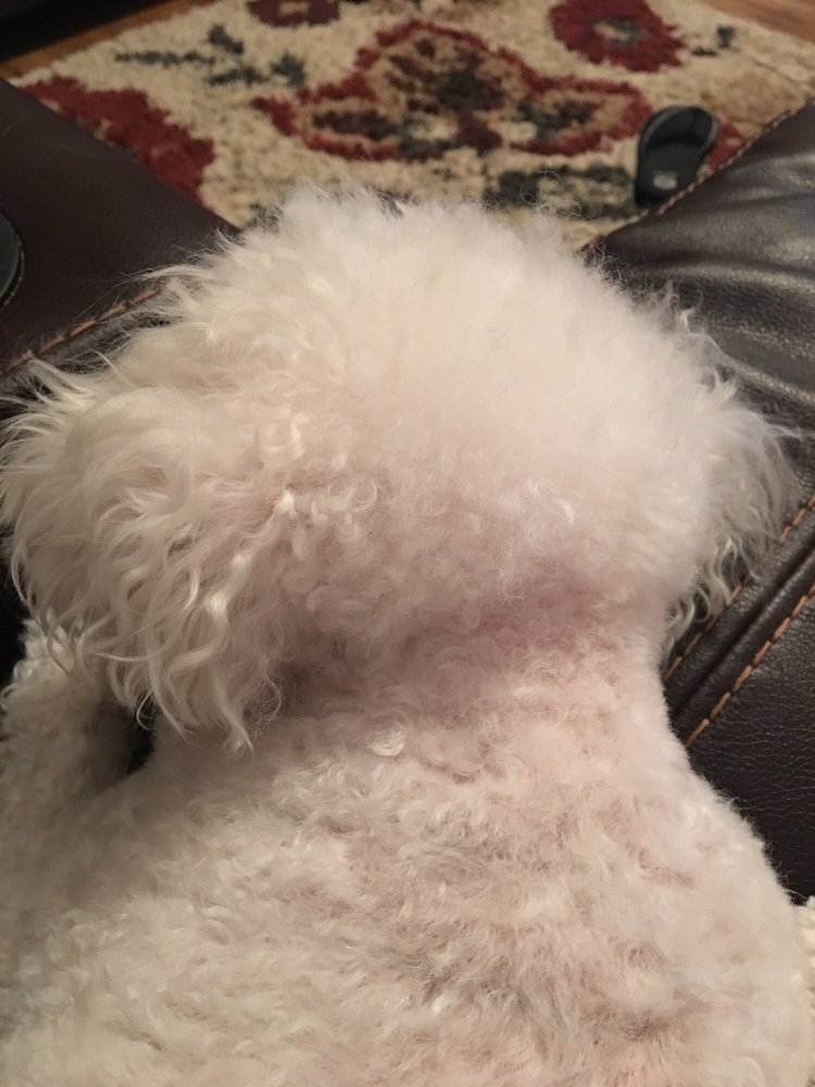 WAGS WHISKERS Updated September 2024 105 E Bourn St, Rockwall, Texas Pet Groomers Phone