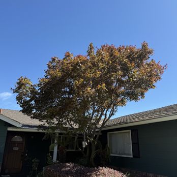 Curry Brothers Tree Care - maple tree - Tree Services Near Me - Los Gatos, California Curry Brothers Tree Care - maple tree - Tree Services Near Me - Los Gatos, California