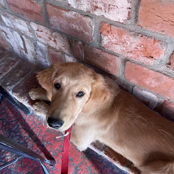 Pig Pounder Brewery - Dog friendly means Quincy was able to join his fam - Breweries Near Me - Greensboro, North Carolina Pig Pounder Brewery - Dog friendly means Quincy was able to join his fam - Breweries Near Me - Greensboro, North Carolina
