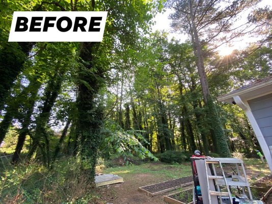 Professionalism and Customer Service - We are dedicated to maintaining the health, beauty, and safety of your trees. With years of experience. Professionalism and Customer Service - We are dedicated to maintaining the health, beauty, and safety of your trees. With years of experience.