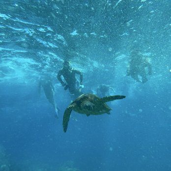 Zephyr Maui - Sea turtles - Snorkeling Near Me - Kihei, Hawaii