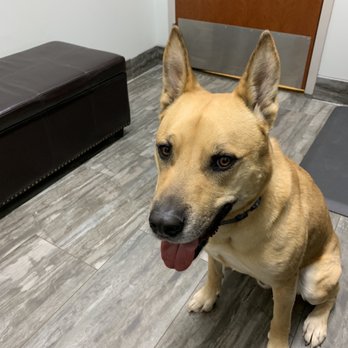 Brooklyn Veterinary Clinic - Veterinarians Near Me - Castle Rock, Colorado Brooklyn Veterinary Clinic - Veterinarians Near Me - Castle Rock, Colorado