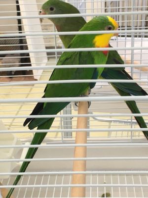 Carol's Pet Center by null