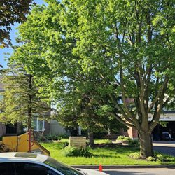 Arborist evergreen
