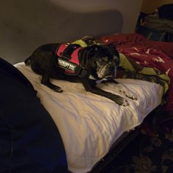 Brutus
