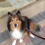 Photo of Mitt's Pets