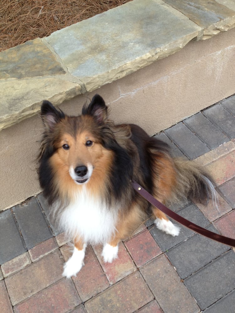 Mitt's Pets - pet boarding facility in Atlanta, GA