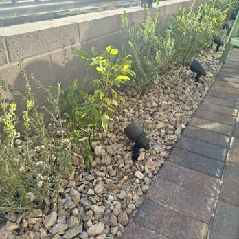 Custom Touch Landscape - Plants installed. These will all flower in the spring! - Landscaping Near Me