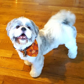 muddy mutts dog grooming