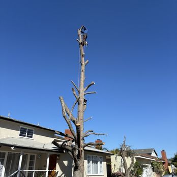 Daniel’s Tree Service - Tree Services Near Me - Compton, California