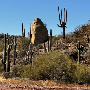 Apache Trail Tours - Scenery goes on for miles and miles of uninterrupted land - A desert landscape with numerous tall saguaro cacti and smaller cacti, along with bushes and dry ground. A large moss-covered rock formation is visible in the background, with a clear blue sky overhead. The scene depicts typical desert flora and terrain, likely in the southwestern United States. - Tours Near Me - Apache Junction, Arizona