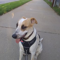 Gretta is 85 lbs of fear and trembling.
