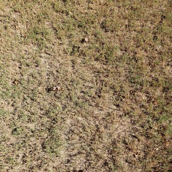 Weed Man - Weedman Destroyed our grass - Pest Control Near Me - Roswell, Georgia Weed Man - Weedman Destroyed our grass - Pest Control Near Me - Roswell, Georgia