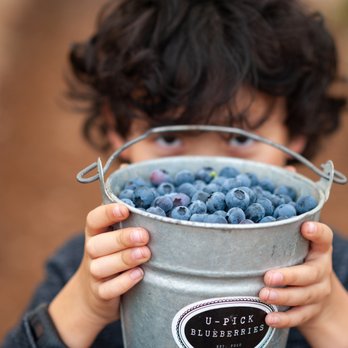 U-Pick Blueberries - Pick Your Own Farms Near Me - Santa Maria, California U-Pick Blueberries - Pick Your Own Farms Near Me - Santa Maria, California