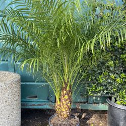 Four Seasons Wholesale Nursery