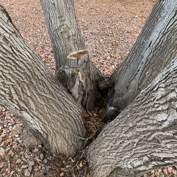 Hayward Tree Service - Mulberry trunk split in 4 - Tree Services Near Me - Phoenix, Arizona