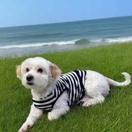 My dog My dog