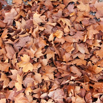 Rich's Lawn Care - GOT LEAVES!!! WE SPECIALIZE IN LEAF REMOVAL - Lawn Services Near Me - Plainfield, New Jersey Rich's Lawn Care - GOT LEAVES!!! WE SPECIALIZE IN LEAF REMOVAL - Lawn Services Near Me - Plainfield, New Jersey