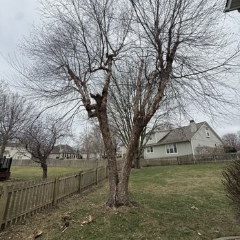 Ascend Tree Services - Dying River Birch
Before - Tree Services Near Me Ascend Tree Services - Dying River Birch
Before - Tree Services Near Me