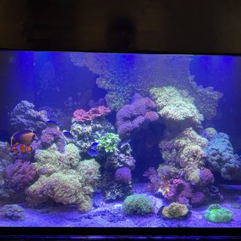 Reef Haven - Aquarium Services Near Me Reef Haven - Aquarium Services Near Me