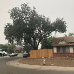 After picture of tree trimming After picture of tree trimming