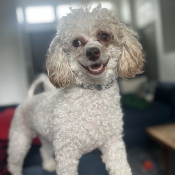 Animal Love Central - Our 45 minute Drop-In Visit service - Pet Sitting Near Me Animal Love Central - Our 45 minute Drop-In Visit service - Pet Sitting Near Me