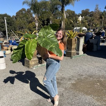 Cordova Gardens - Jose Bueno - Nurseries & Gardening Near Me - Encinitas, California