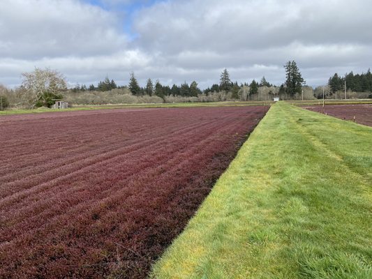 Cranberry Museum by null