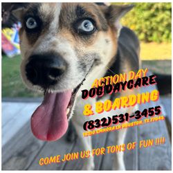 Action Day Dog Daycare