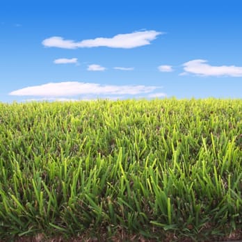 Growing Green Lawn Services - a field of green grass - Landscaping Near Me Growing Green Lawn Services - a field of green grass - Landscaping Near Me