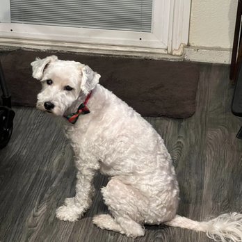 A&M Mobile Dog Grooming - Pet - Pet Groomers Near Me A&M Mobile Dog Grooming - Pet - Pet Groomers Near Me