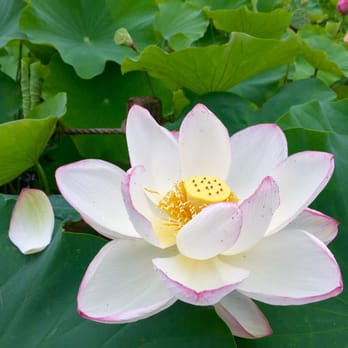 北山公園 61 Photos Parks 野口町4 50 東村山市 東京都 Japan Phone Number