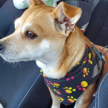Brush & Pupps Grooming - Look how fresh!! - Pet Groomers Near Me - Pomona, California