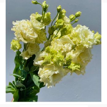 Fresh Flowers - Florists Near Me - San Jose, California Fresh Flowers - Florists Near Me - San Jose, California
