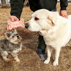 Lucky Dog Pet Grocery & Bakery - Birthday Bone!